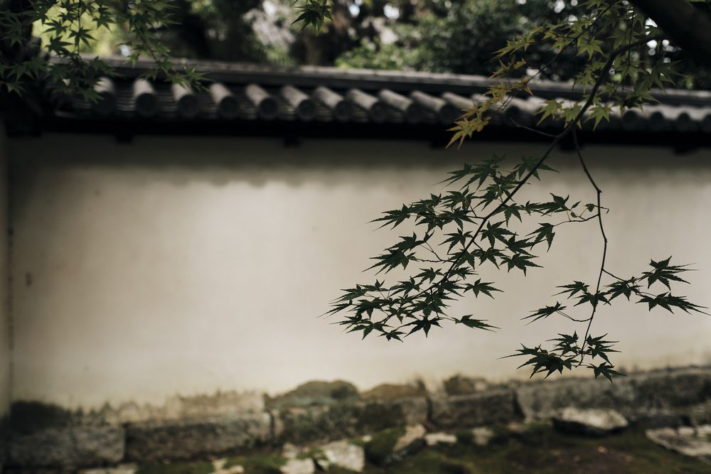 A maple branch over a temple wall, Kyoto