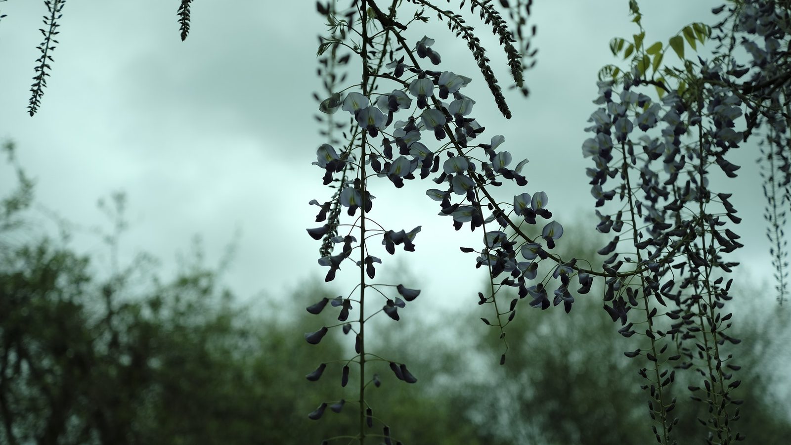 Wisteria against a pale Kyoto sky